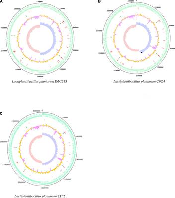 Comparative Genomics of Lactiplantibacillus plantarum: Insights Into Probiotic Markers in Strains Isolated From the Human Gastrointestinal Tract and Fermented Foods